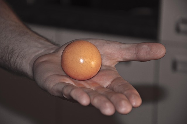 Free Egg Hand photo and picture