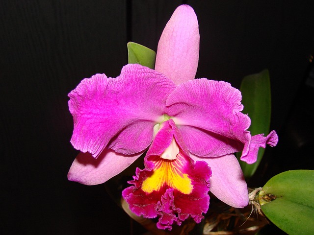 Free Orchid Flower Background photo and picture