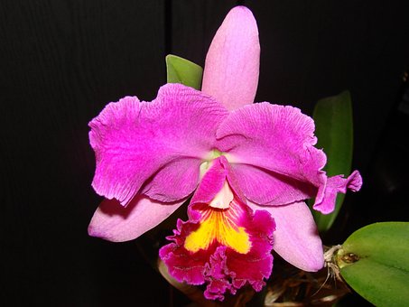 80以上の無料ピンクオーキッド 花画像 Pixabay 80以上の無料ピンクオーキッド 花画像 Pixabay