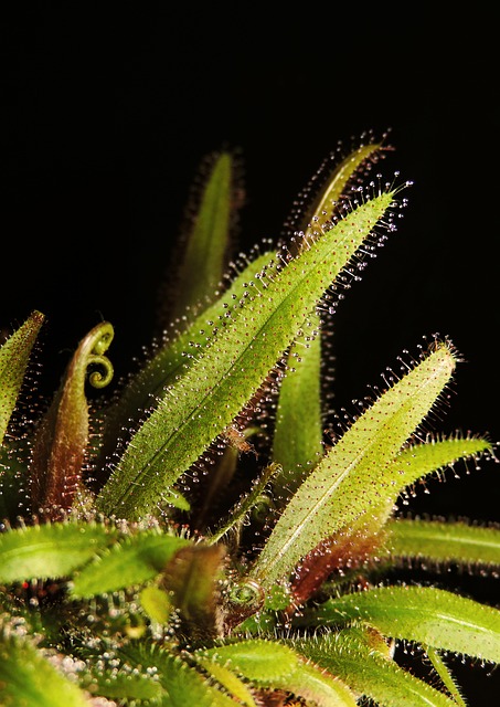 Free Sundew Flower photo and picture
