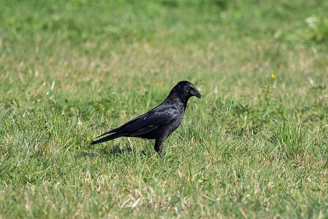 Free Nature Advised photo and picture