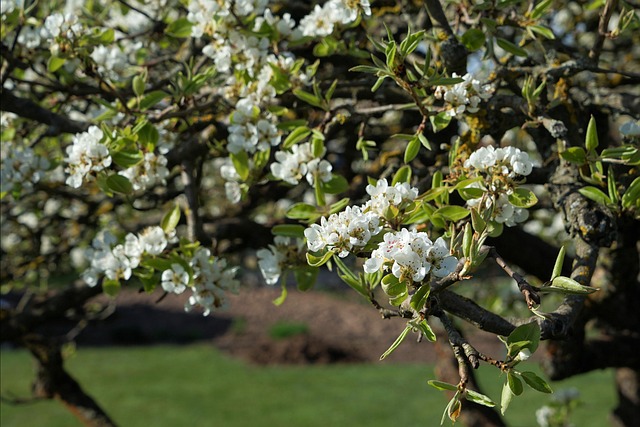 Blossom Bloom Pear - Free photo on Pixabay - Pixabay