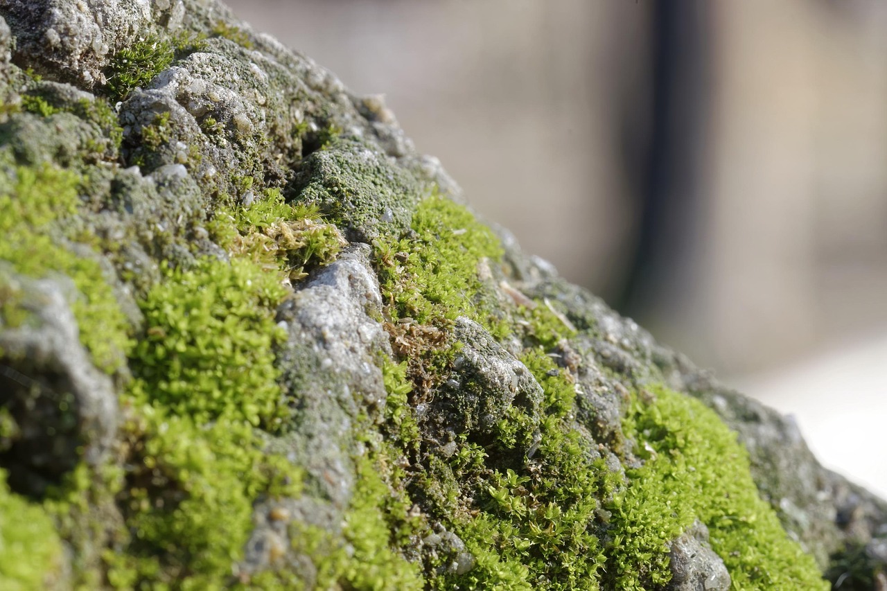 Muscle Green Rock - Free photo on Pixabay - Pixabay