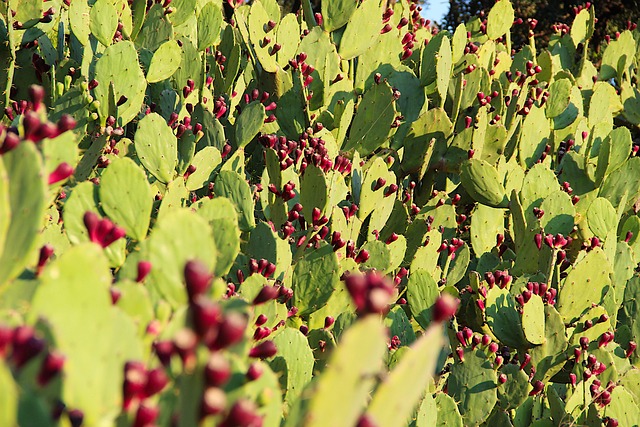 Free Cactus Prickly Pear photo and picture