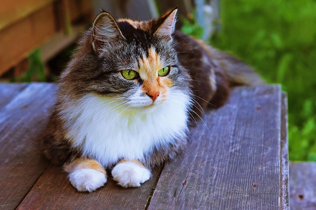 Gato, Patas, Pelo, Querida, Mascota