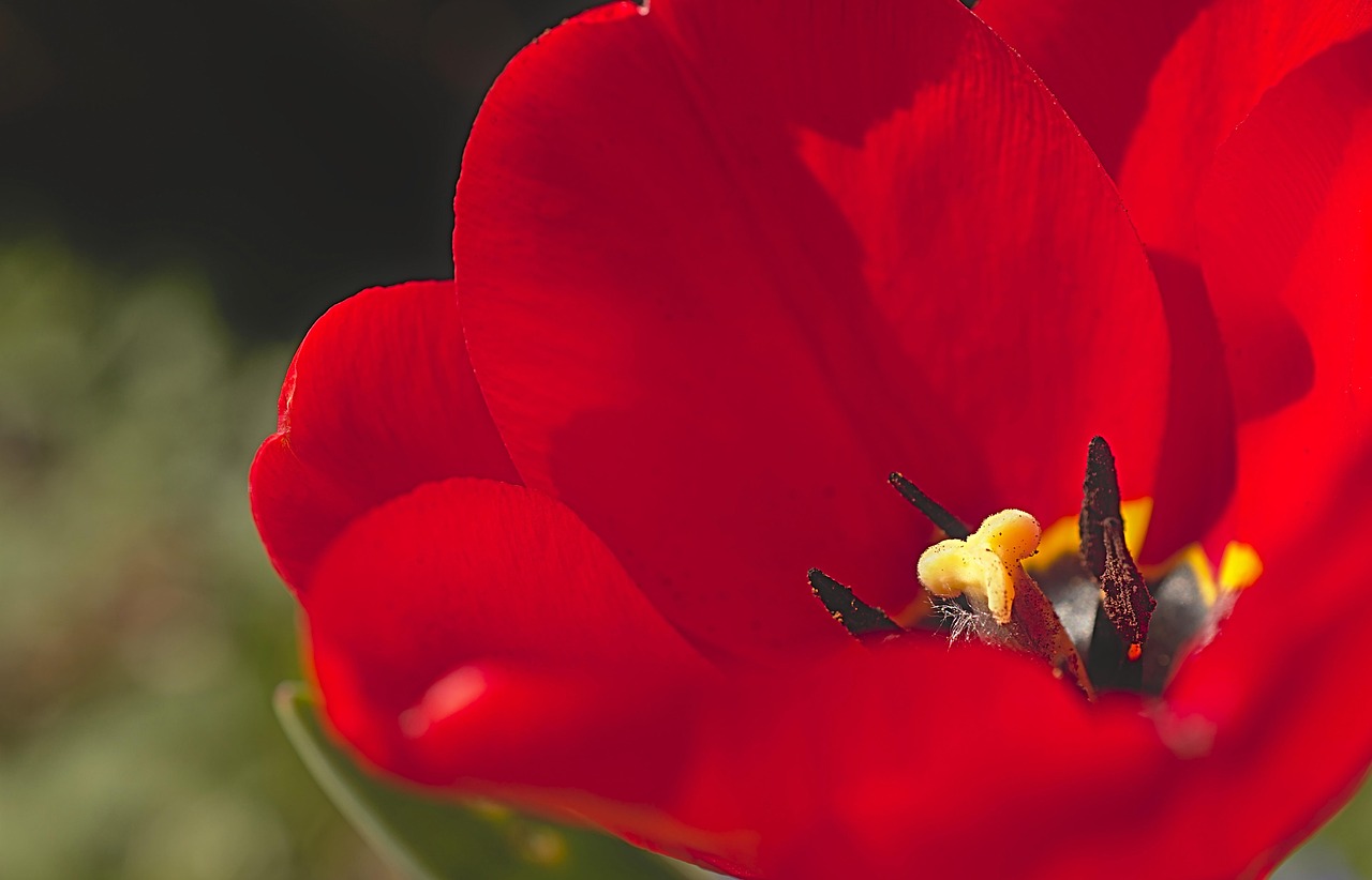 Tulip - free online jigsaw puzzle photo