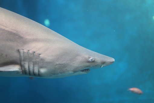 Free Shark Sea photo and picture