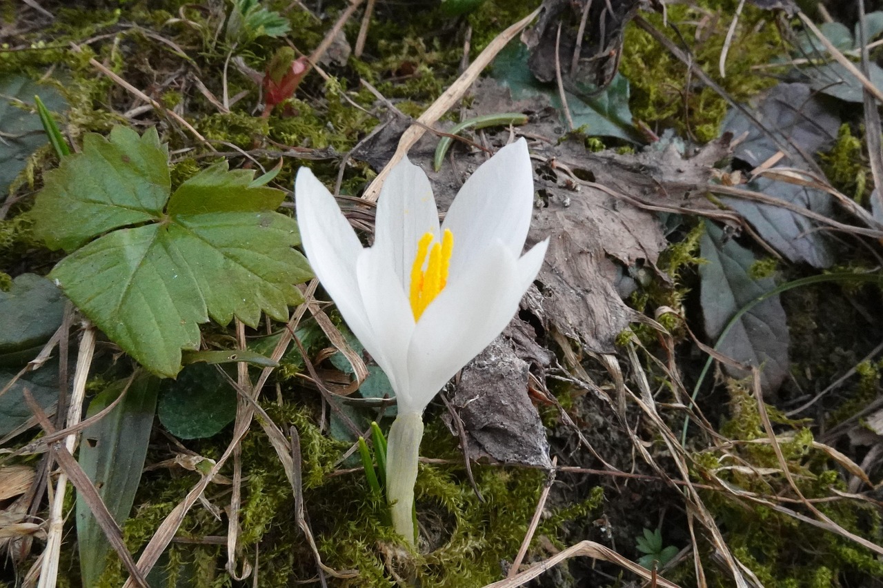 Flower Spring Macro - Free photo on Pixabay - Pixabay