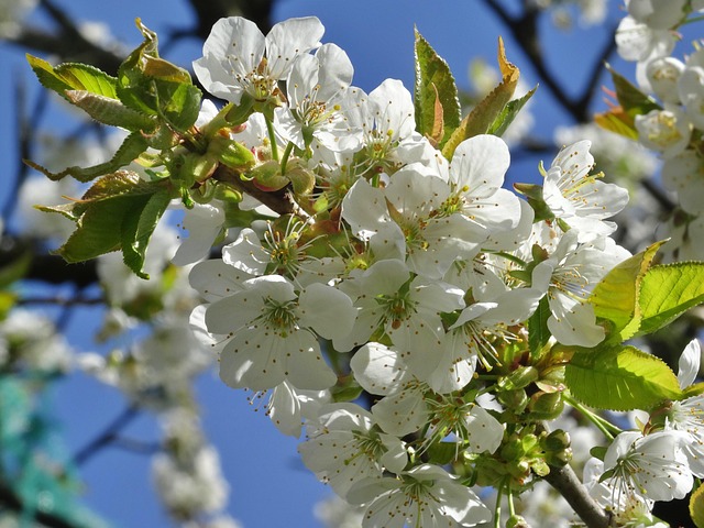 Kirschblüte, Blüten, Kirschbaum