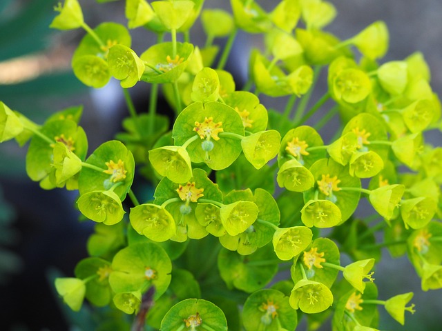 Free Flowers Plant photo and picture