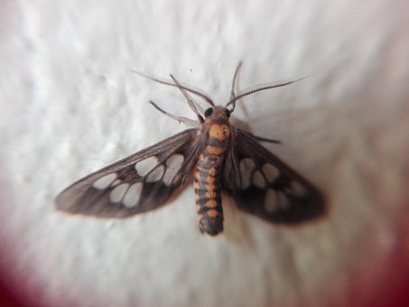 Free Moth Tiger Grass Borer photo and picture