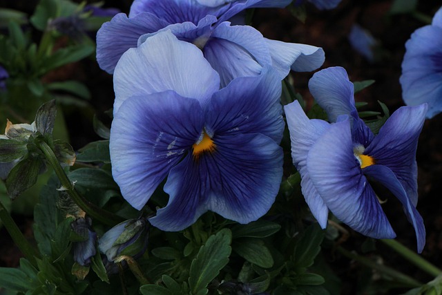 Azul, Flor, Planta, Naturaleza, Bloom