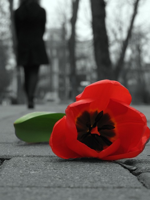 Free Tulip Bottom View photo and picture