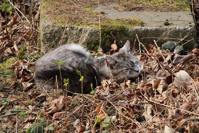 Gato, Yarda, Naturaleza, Mascota, Roca