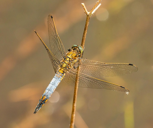 Dragonfly Insect Nature - Free photo on Pixabay - Pixabay