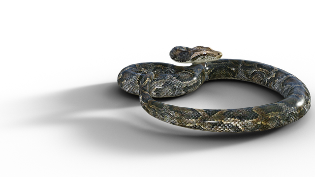 Free line reptile nature illustration