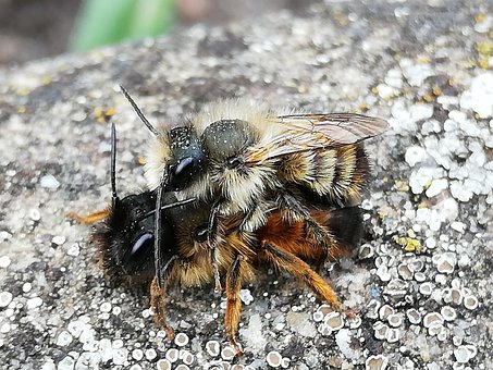 Free Bees Love photo and picture