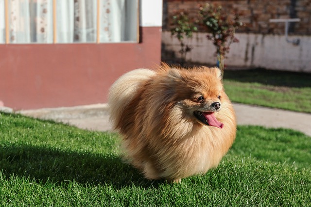 Yakın Dönem İçin Pomeranian Boo Güncel Bilgi İlanı
