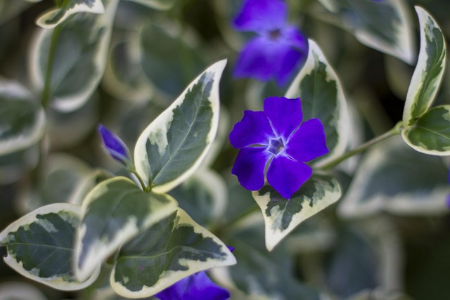 Flor, Roxo, Natureza, Flores