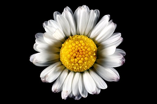 Free Flower Macro photo and picture