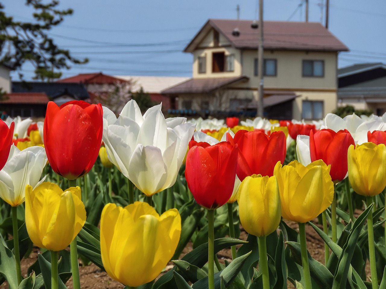 Natural - free online jigsaw puzzle photo