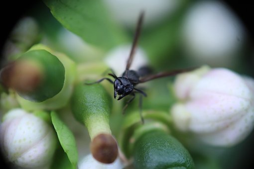 Free Insect Wasp photo and picture