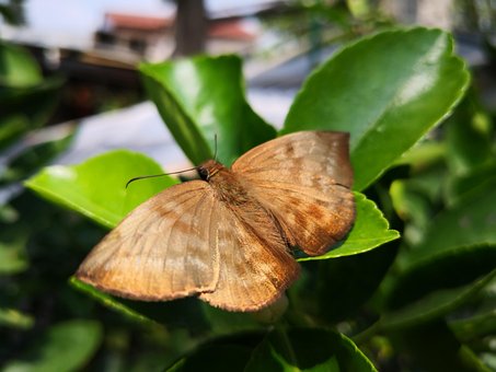 Free Insect Butterfly photo and picture