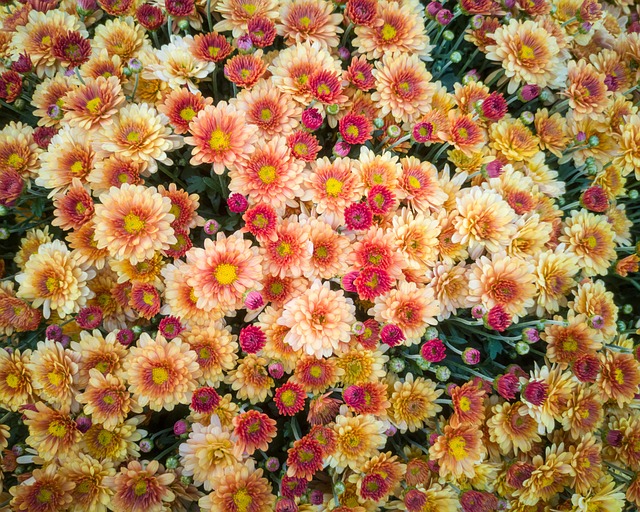 Free Background Beautiful photo and picture
