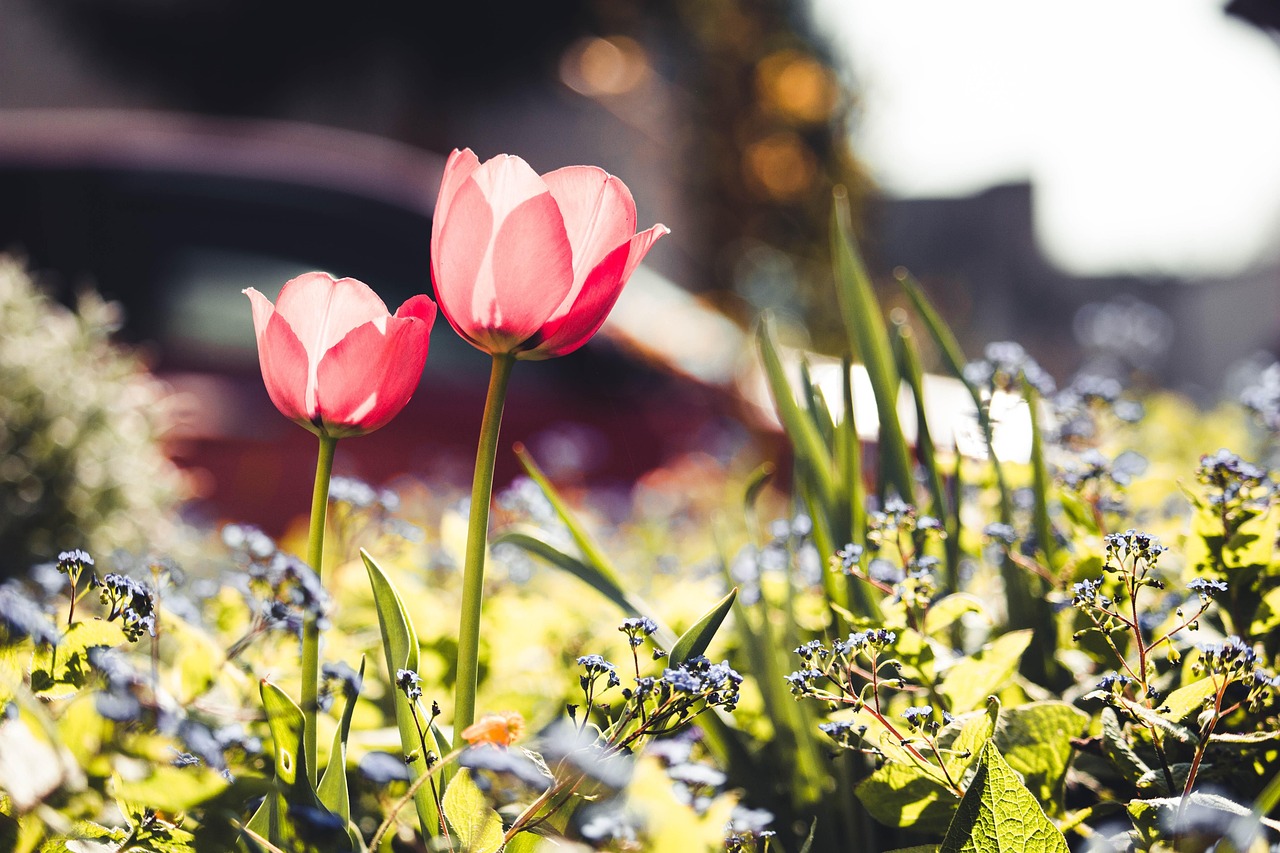 ดอกทิวลิป ดอกไม้ ฤดูใบไม้ผลิ - ภาพฟรีบน Pixabay - Pixabay