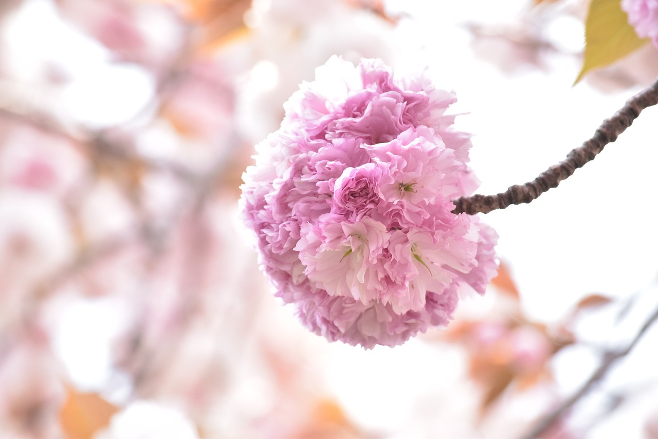 八重桜様専用ページ 八重桜様専用ページ