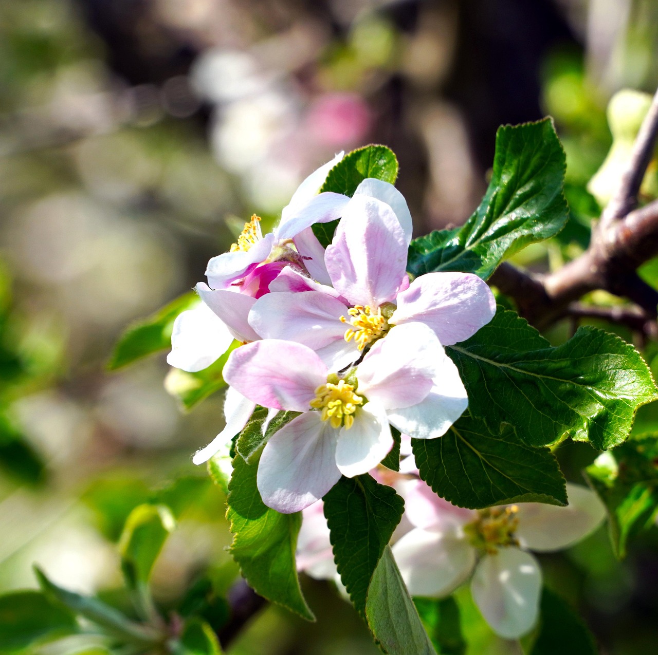 树 开花 春天 - Pixabay上的免费照片 - Pixabay