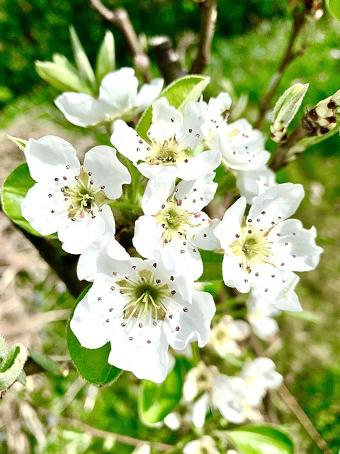 开花 梨 春天 - Pixabay上的免费照片 - Pixabay