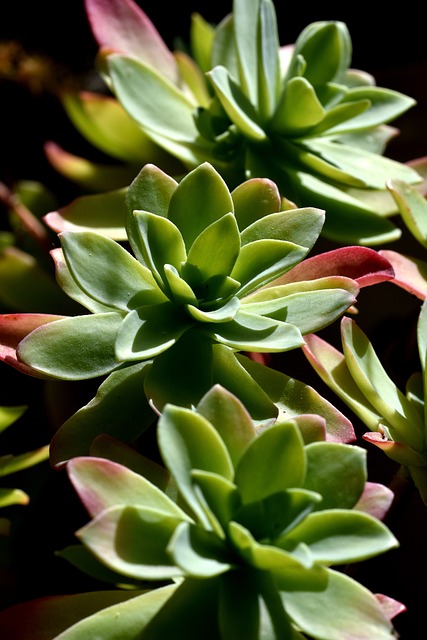 Sappig, Plantaardige, Sempervivum