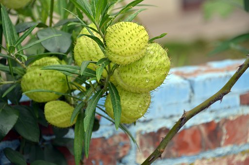 Free Flower Beautiful photo and picture