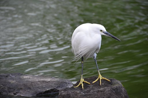 Free Bird Nature photo and picture