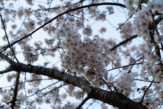Kirsebær Blomster, Blomst Tapet