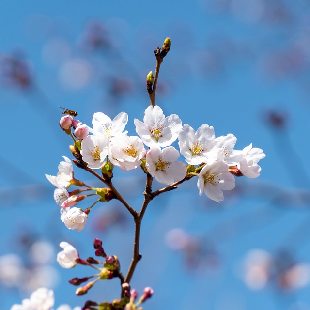 Forår, Bi, Kirsebær Blomster, Natur