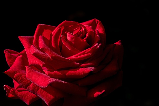 Free Plant Beautiful Flowers photo and picture