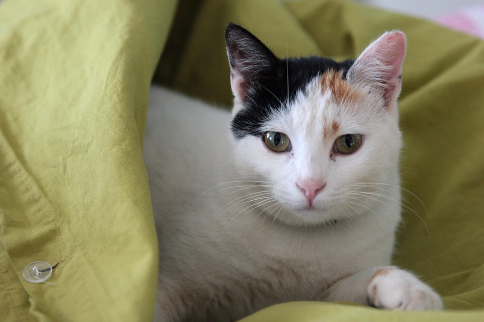 猫 动物 肖像 - Pixabay上的免费照片 - Pixabay