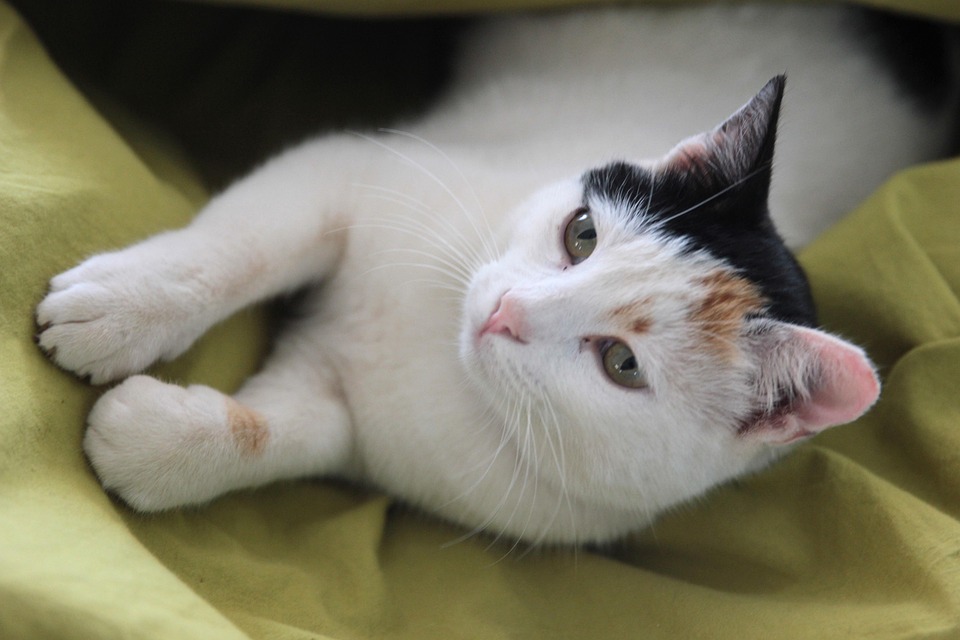 Cat Cats Animal - Free photo on Pixabay