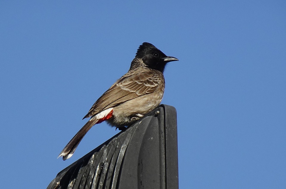 87 Gambar Burung Bulbul Terbaru
