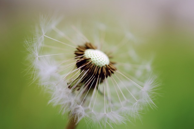 Free Dandelion Pappus photo and picture