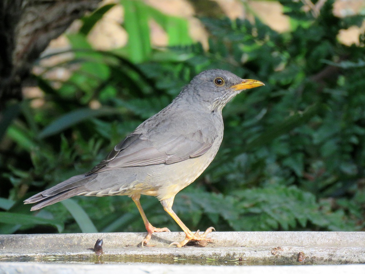 Pájaro Tordo De Oliva La - Foto gratis en Pixabay - Pixabay