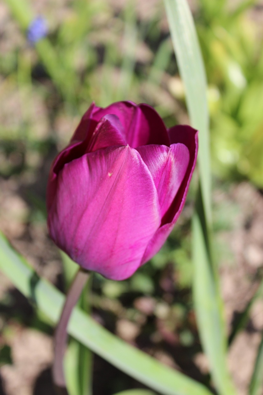 Tulip Flower Violet Free photo on Pixabay Pixabay