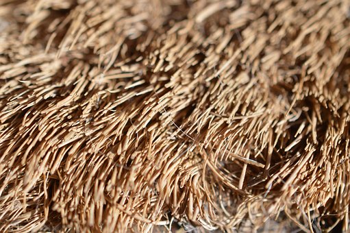 Free Texture Macro photo and picture