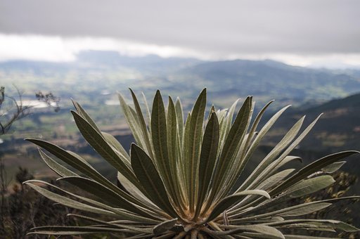Frailejón, Moor, Kolumbien, Berg, Natur