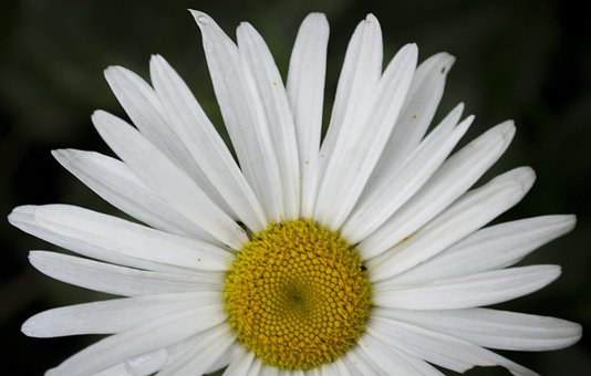 Sonnenaufgang, Blumen Hintergrund, Blume