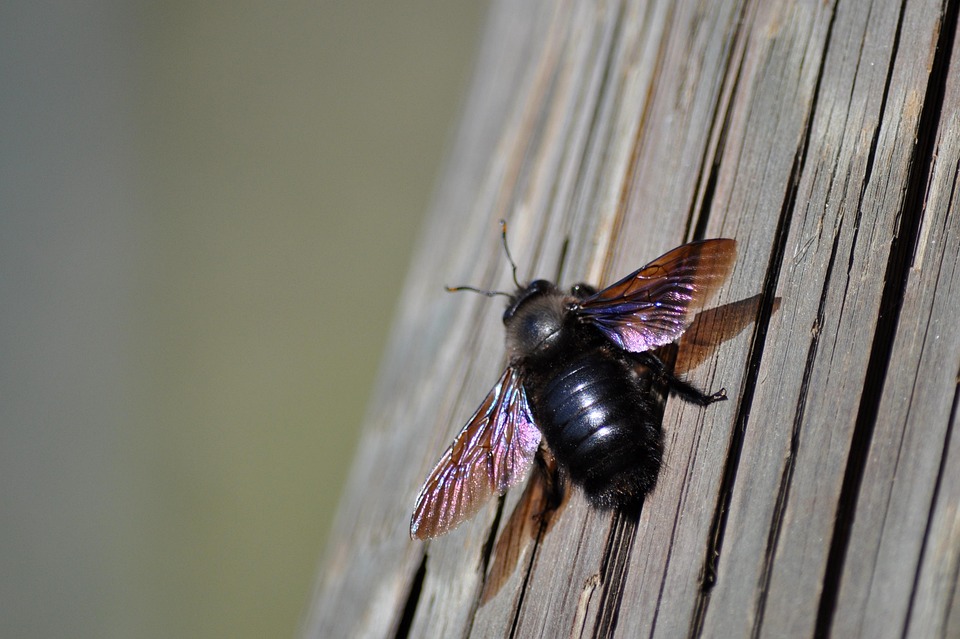 Ways to Keep Carpenter Bees Away From Your House Ways to Keep Carpenter Bees Away From Your House