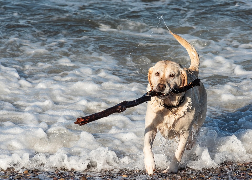 狗拉布拉多犬海 Pixabay上的免费照片