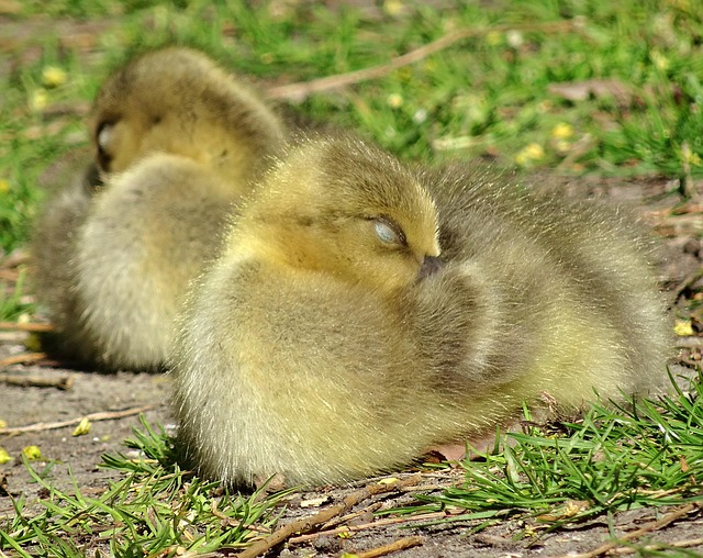 Küken, Gans, Gänseküken, Jung, Gänschen